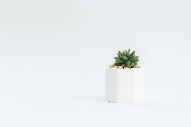 istock Cactus or succulent plants in pots, over white background. 1269109265