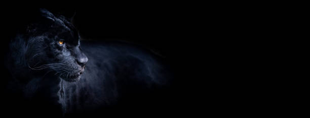 istock Template of a black panther with a black background 1269109329