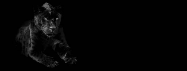 istock Template of a black panther with a black background 1269109330