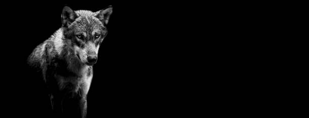 istock Template of a grey wolf with a black background 1269109372