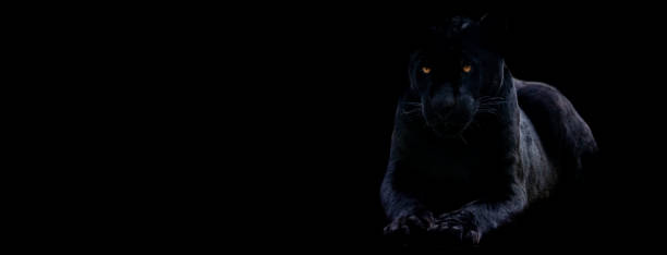 istock Template of a black panther with a black background 1269109378