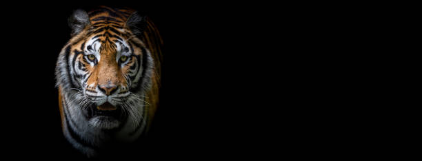 istock Template of a tiger with a black background 1269109392
