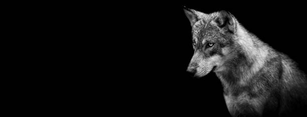istock Template of a grey wolf with a black background 1269109411