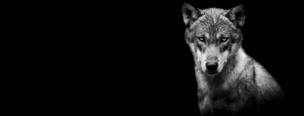 istock Template of a grey wolf with a black background 1269109416