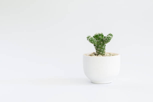 istock Cactus or succulent plants in pots, over white background. 1269109481