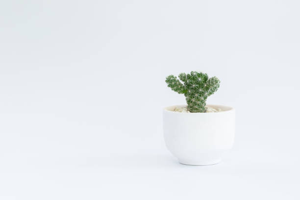 istock Cactus or succulent plants in pots, over white background. 1269109487