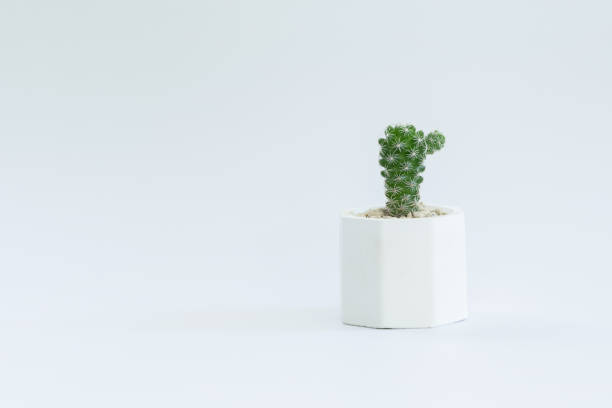 istock Cactus or succulent plants in pots, over white background. 1269109495