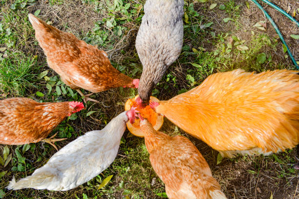 istock Happy Free Range Chickens Eating Pumpkin 1269109501