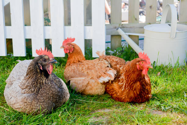 Three happy chickens Three happy free range pet chickens sitting by a white garden fence battery hen stock pictures, royalty-free photos & images