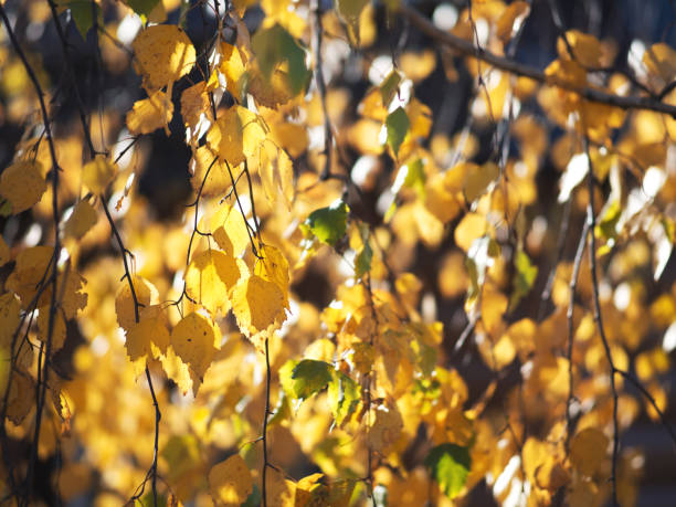 istock Birch branches in yellow autumn leaves 1269111404