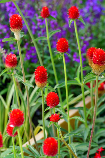 istock Gomphrena globosa / Globe amaranth Flowers 1269113964