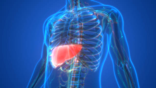 istock Human Internal Digestive Organ Liver Anatomy 1269115008