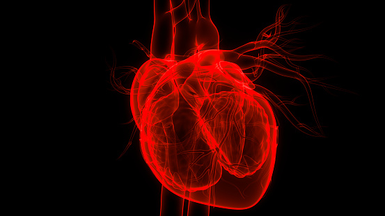 Human Internal Organs Circulatory System Heart Anatomy photo