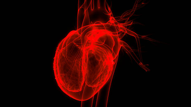 анатомия сердца внутренней системы внутренних органов человека - pulse trace human cardiovascular system heart shape heart disease стоковые фото и изображения
