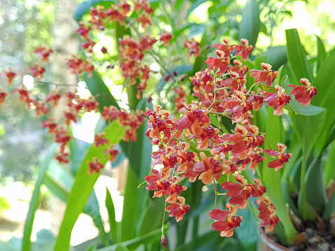 Pink ginger flowers are blooming on a tree with dense green leaves. This species is known as Alpinia purpurata, Red Ginger, Pink Ginger, Lengkuas, Alpinia and Tepus.