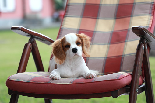 A 4 months old Cavalier King Charles Spaniel resting on the outdoor chair at our terrace.
