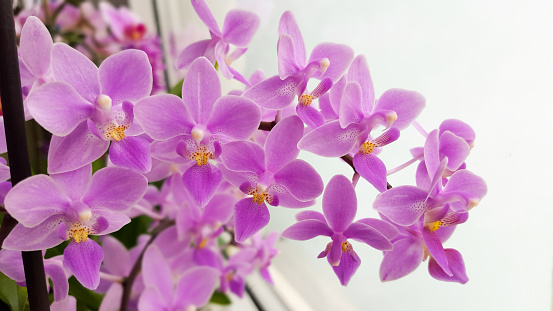 Orchid, pink rattan family It is very popular due to long-lasting flowers.