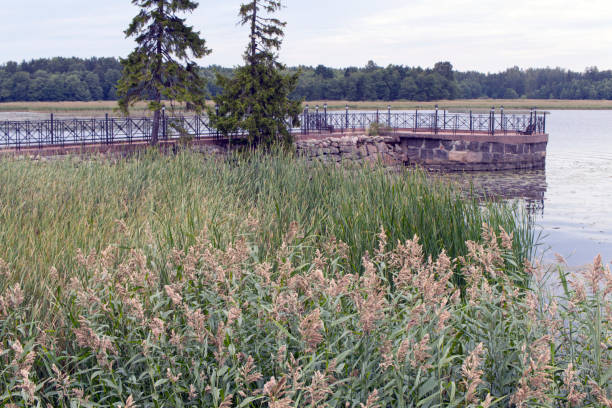 istock Reeds on the Pier 1269118615