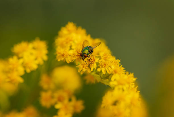 istock Insect on a yellow flower. Green fly on a mimosa flower. Selective focus, copy space. 1269118829
