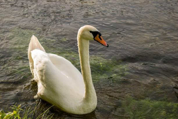 istock White swan in the river close up 1269119145