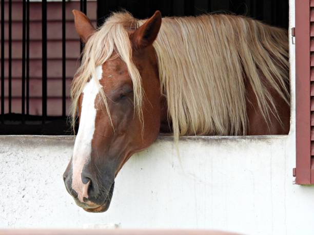 Close Up of Closed Eye of a Brown Horse Disturbed by Flies on Blurred Background.