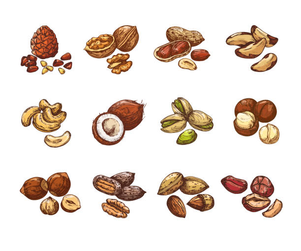 ilustraciones, imágenes clip art, dibujos animados e iconos de stock de nueces de dibujos animados y semillas. avellana y coco, frijoles y cacahuete. conjunto de vectores aislados - nut snack peanut backgrounds