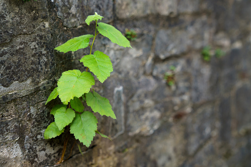 A fragment of a stone wall made of roughly hewn stone. The plant grows out of the wall.