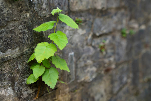 A fragment of a stone wall made of rough hewn stone with a plant sprouting from it. A fragment of a stone wall made of roughly hewn stone. The plant grows out of the wall. roughhewn stock pictures, royalty-free photos & images