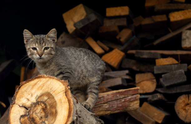 istock Little kitten sitting on the wood 1269122970