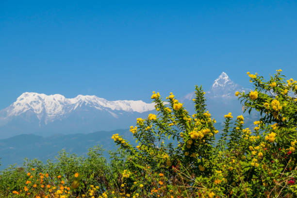 istock Pokhara - A panoramic view on snow capped Himalayas 1269123064