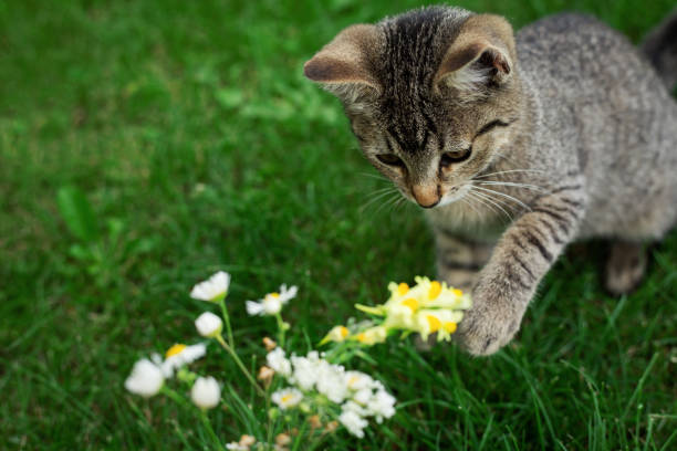 istock little kitten playing in the grass with flowers 1269123065