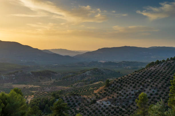 paysage d’oliviers et de montagnes au coucher du soleil - mount of olives photos et images de collection
