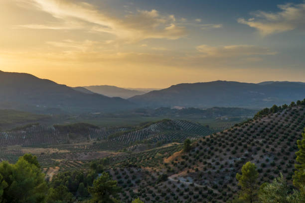 Landscape of olive trees and mountains at sunset Landscape of olive trees and mountains at sunset near Segura de la Sierra in the province of Jaen - Spain jaen stock pictures, royalty-free photos & images