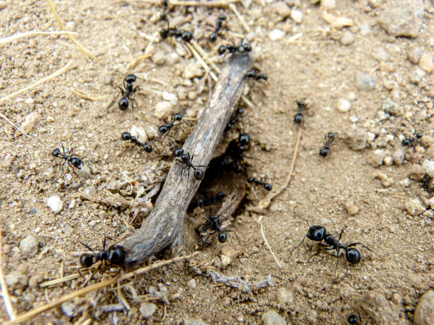 istock moving ants near the anthill hole with a small tree trunk through. 1269124088