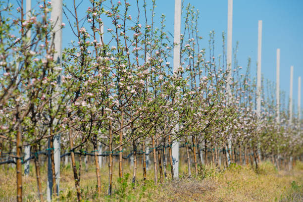 Apple orchard garden in springtime with rows of trees with blossom