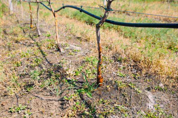 istock Apple orchard garden in springtime with rows of trees with blossom. 1269124384