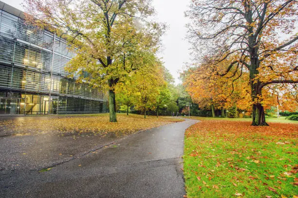 10/25/2016 Leverkusen , Germany . Amazing orange  leaves trees in  autumn in Leverkusen close to Main  office building of famous pharmateucal company BAYER