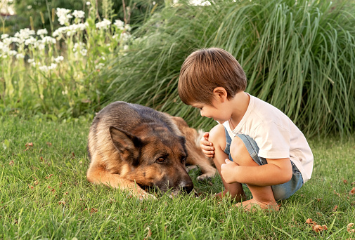 Little toddler boy playing with German Shepherd dog in garden outdoors. Child and pet. Friendship and care.