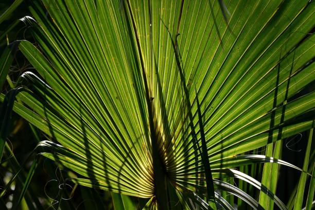 istock Close-up of palm leaf in backlight 1269124976