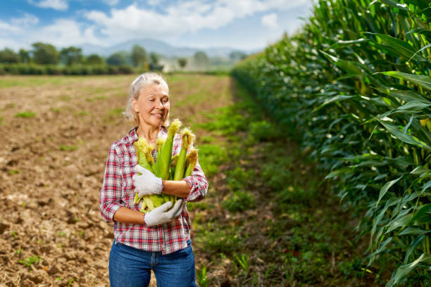 istock Woman farmer with a crop of corn 1269126769