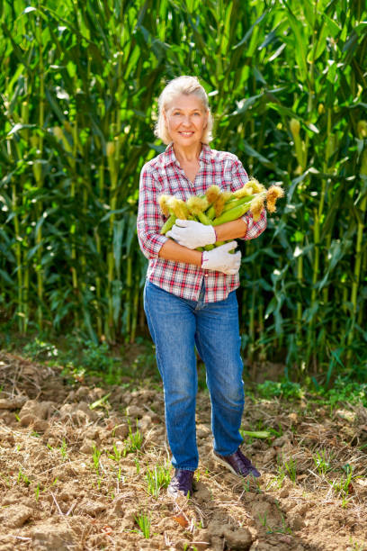 istock Woman farmer with a crop of corn 1269126871