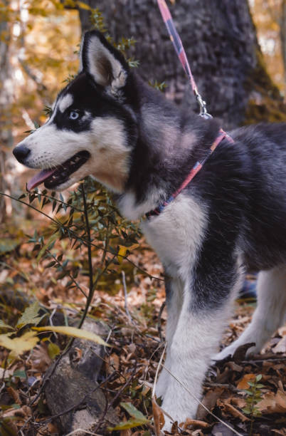 istock A small charming black and white husky puppy 1269127066