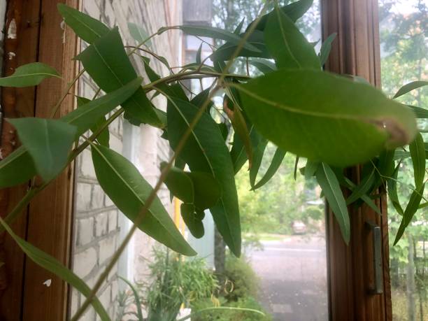 istock eucalyptus tree plant grown on the balcony and window- city garden 1269127361