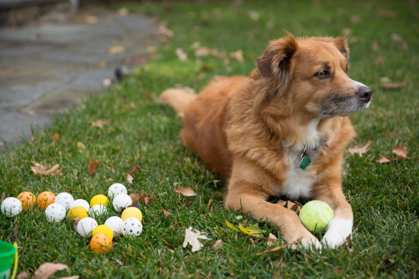istock Dog with tennis ball 1269127406