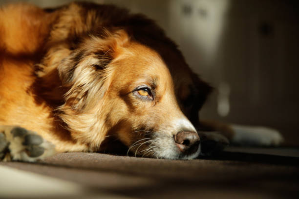 istock Dog in and out of shadow 1269128792
