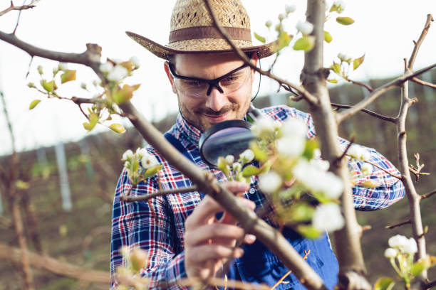 istock Agronomist Examining Pear Tree in the Orchard 1269133431
