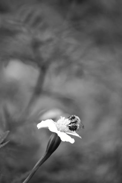 istock Black and white flower macro photography 1269133594