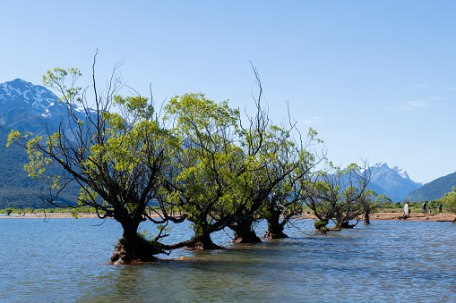 Glenorchy, New Zealand - December 25, 2018. Willow trees in water with people on beach at Glenorchy, South Island, New Zealand