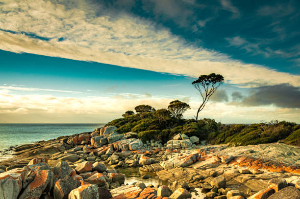 Windswept trees sit on top of a rocky shoreline in Tasmania, Australia A tall windswept tree sits on top of a rocky shoreline in the Bay of Fires, Tasmania, Australia, with a dramatic cloudy sky in the background bay of fires photos stock pictures, royalty-free photos & images