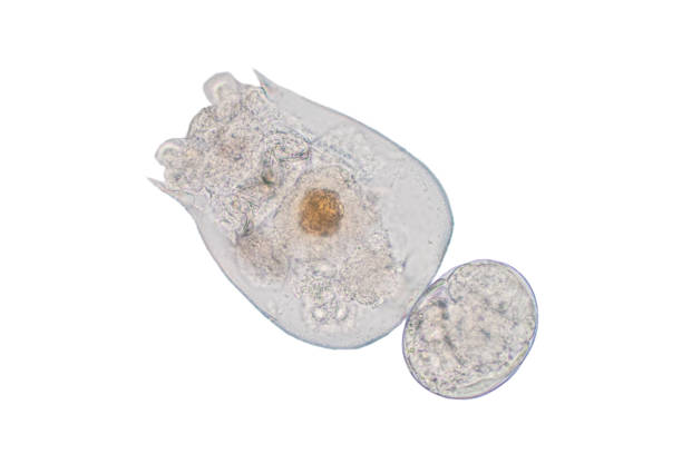 istock The rotifer, Rotifera, commonly called wheel animals under the microscopic view for education. 1269134125